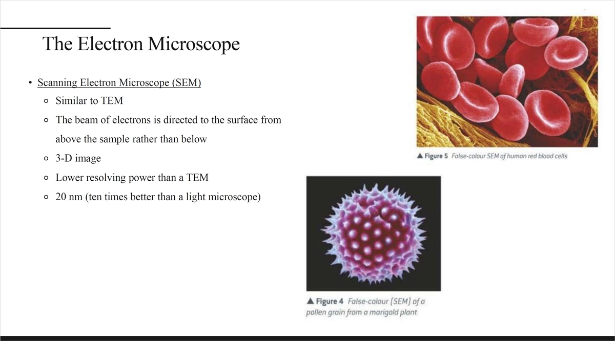 bio.JPG